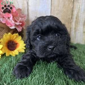 Licorice, Shih-Poo Puppy